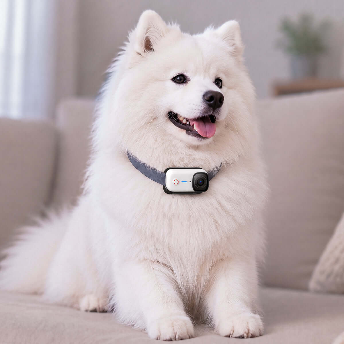 Fluffy Samoyed dog wearing a Magnetic Pet Chest Strap comfortably sitting on a sofa.