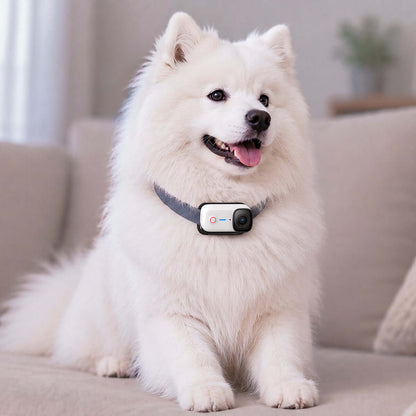 Fluffy Samoyed dog wearing a Magnetic Pet Chest Strap comfortably sitting on a sofa.