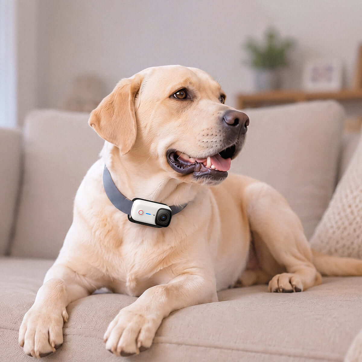 A happy dog wearing a Magnetic Pet Chest Strap while relaxing on the couch.