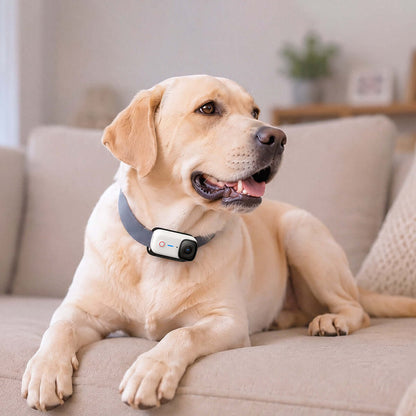 A happy dog wearing a Magnetic Pet Chest Strap while relaxing on the couch.
